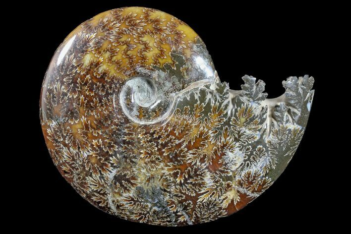 6.1" Polished Ammonite (Cleoniceras) Fossil - Madagascar